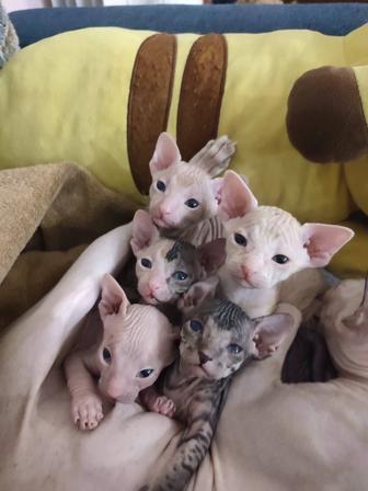 Сфинкс Питерболд