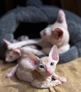 Сфинкс Питерболд