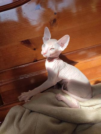 Сфинкс Питерболд