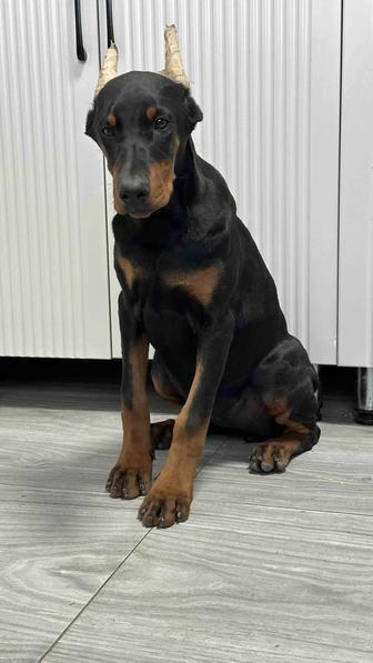 Щенок добермана Девочка