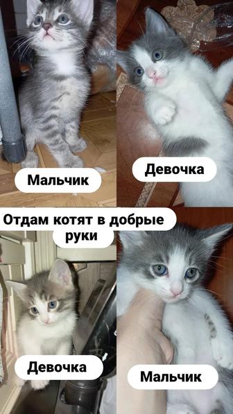 Котята в добрые руки