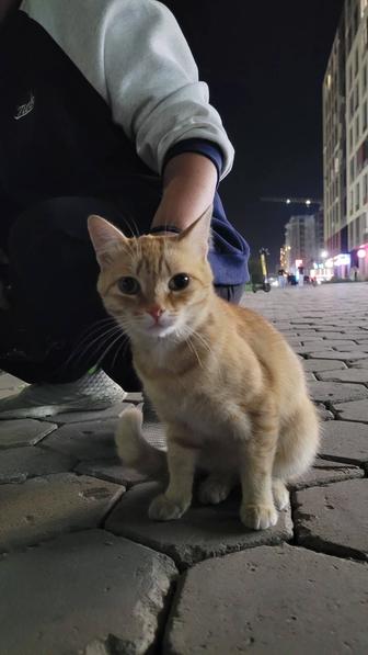 Отдадим котика