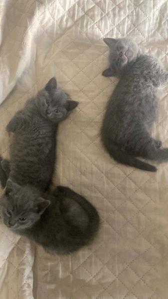 Продам котят шотландцы