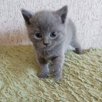 Продам котят шотландцы