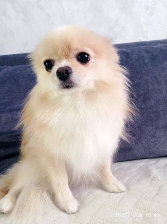 Отдам даром собачку