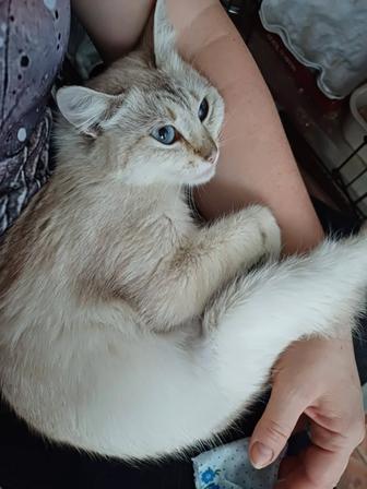 Красавица и ласкушка кошка Василиса ищет ответственных котородителей
