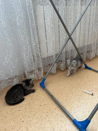 Котята полировки мама шотландская