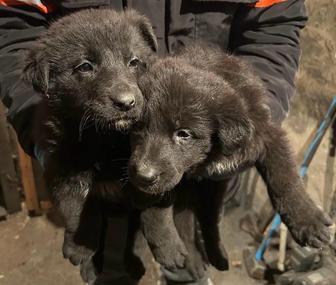 Отдам даром щенков