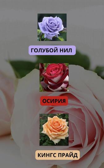 Саженцы розы