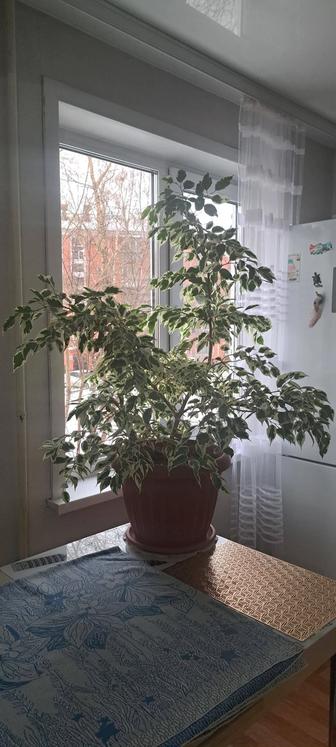 Продам фикус