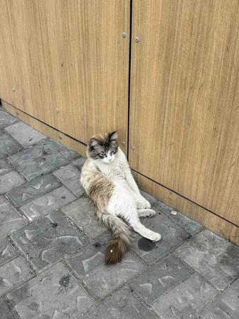 Котик