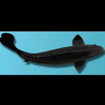 Куплю черного карпа кои