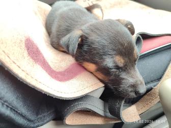 Отдам щенка в добрые руки