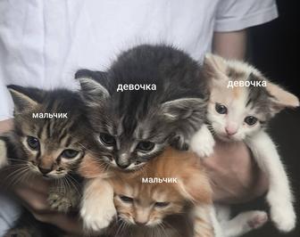 Отдам котят в добрые руки