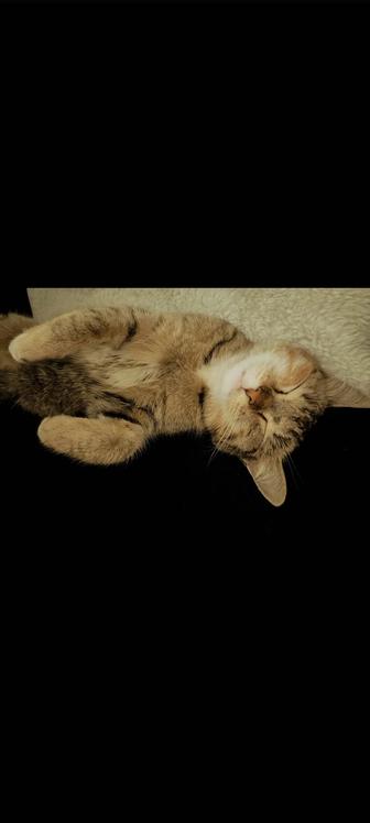 Отдам кошечку