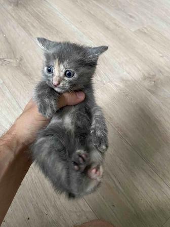 Отдам котят