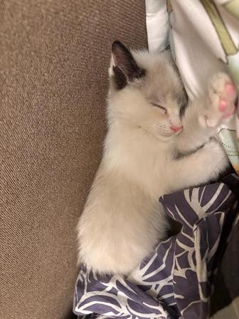 Котенка в хорошие руки