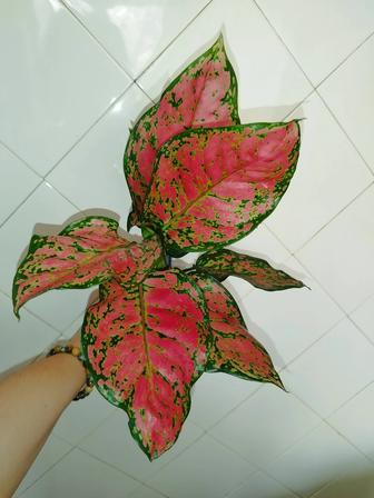 Продам розовую аглаонему