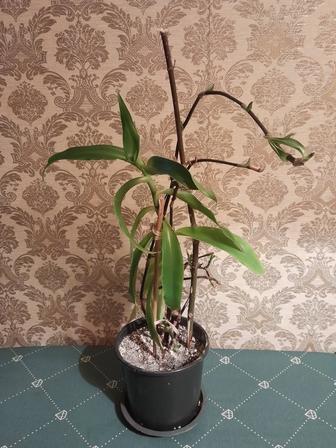 ,,Золотой ус,, продам