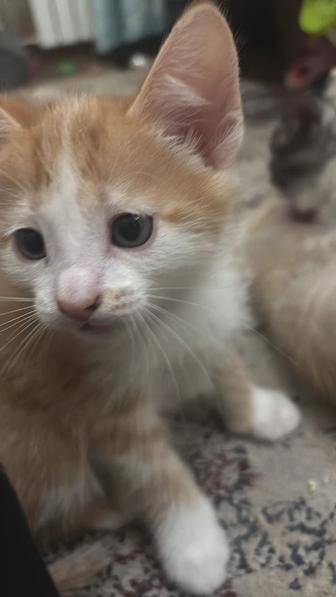 Котята ищут дом