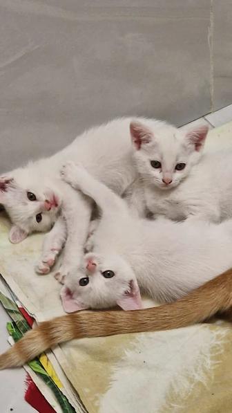 Котята ищут дом
