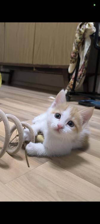 Котята ищут дом