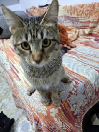 Кошечка Мыша в поиске дома.