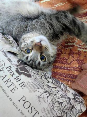 Кошечка Мыша в поиске дома.