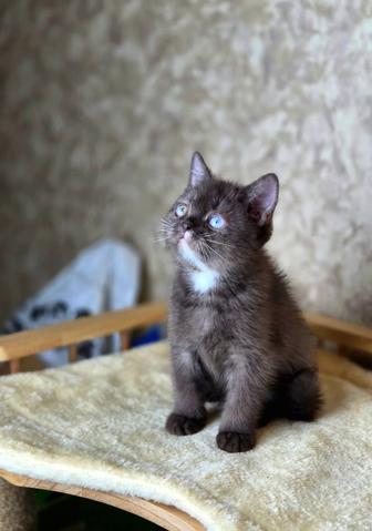 Эксклюзивный шоколадный британский малыш с документами