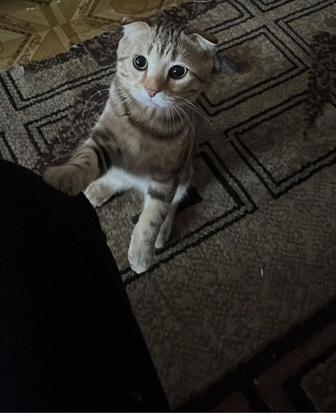 Шотландский вислоухий кот 4 месяца