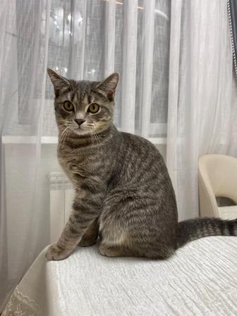 Кот