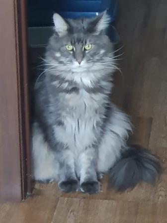 Отдам кота мейн-куна