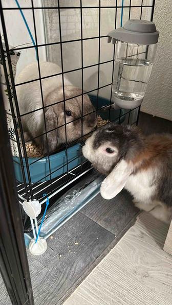 Передержка декоративных кроликов