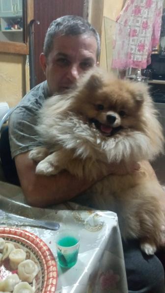 Вязка Померанский шпиц 1,3 года