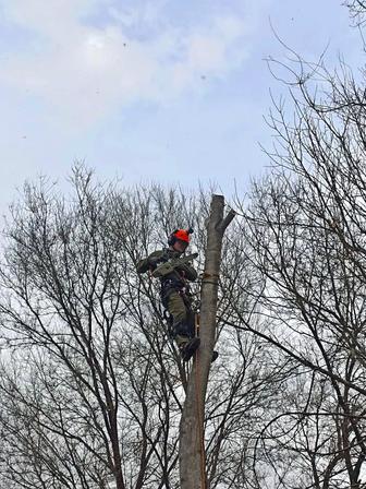 Спил и обрезка деревьев / Удаление аварийных деревьев / Арбористика