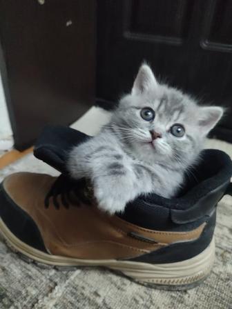 Котенок Скоттиш страйт