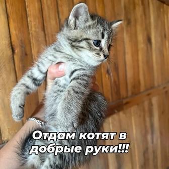 Ищут любящих хозяев милые и игривые котята.Пушистикам 5 недель.Кушают все.