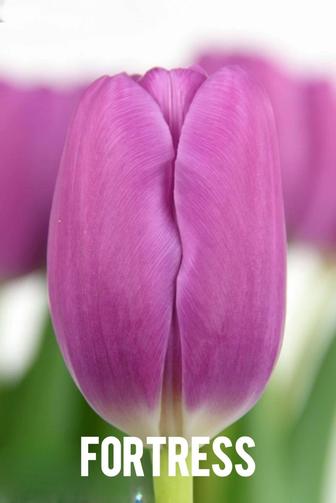 Свободные луковицы тюльпанов в наличии, охлаждение 9 градусов