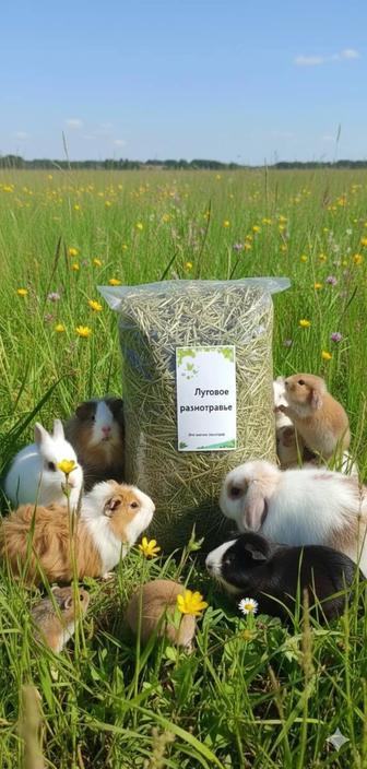 Натуральное сено! Луговое разнотравье! Для ваших питомцев. Вес 500 гр