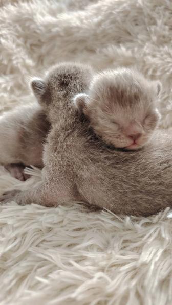 Европейская бурма 31 декабря