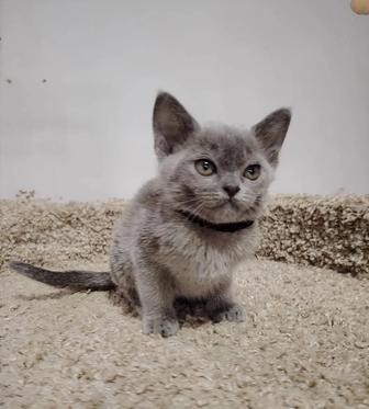 Европейская бурма 31 декабря