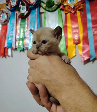 Европейская бурма 31 декабря