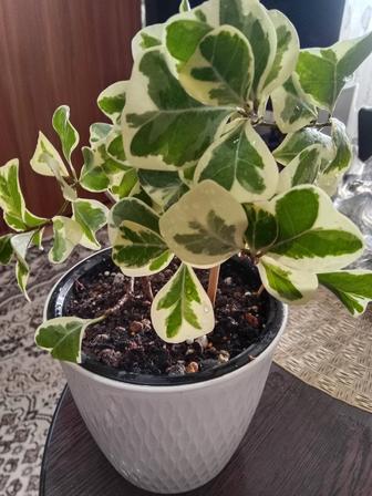 Фикус Триангулярис