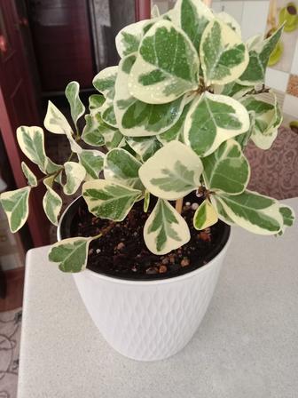 Фикус Триангулярис