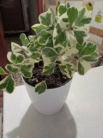 Фикус Триангулярис