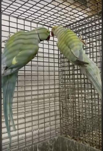 Ожереловые попугай