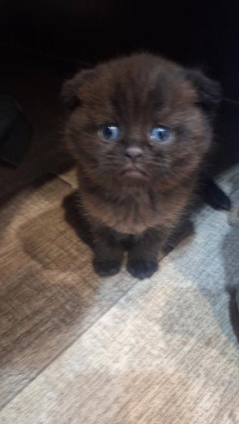 Шотландские котята