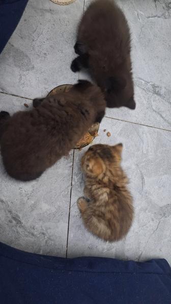 Шотландские котята