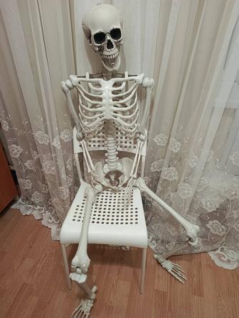 Скелет человека 170 и 90 см