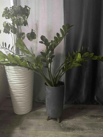 Замиокулькас